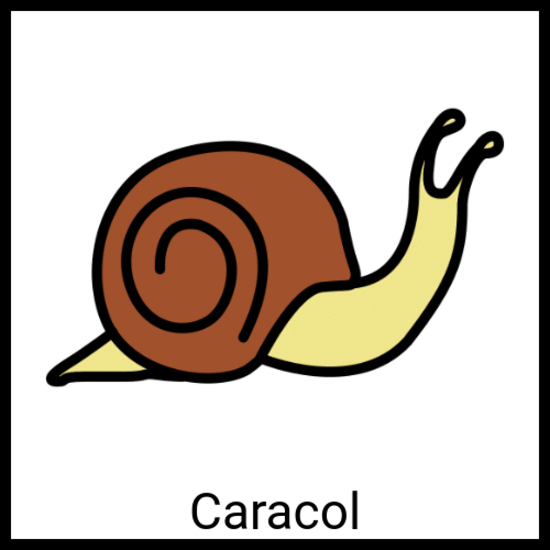 caracol