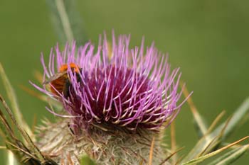 Abejorro (Bombus pratorum)