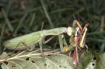 Santa Teresa (Mantis religiosa)