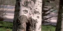 álamo blanco - Tronco (Populus alba)