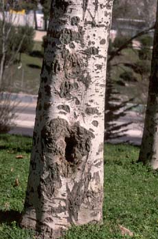álamo blanco - Tronco (Populus alba)