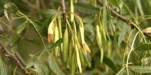 Fresno de hoja estrecha - Fruto (Fraxinus angustifolia)