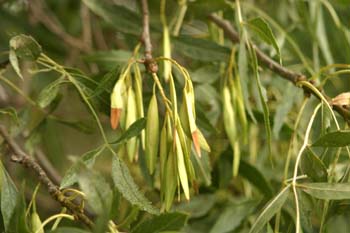 Fresno de hoja estrecha - Fruto (Fraxinus angustifolia)