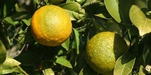 Naranjo amargo - Fruto (Citrus aurantium)
