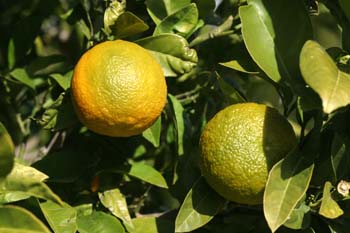 Naranjo amargo - Fruto (Citrus aurantium)