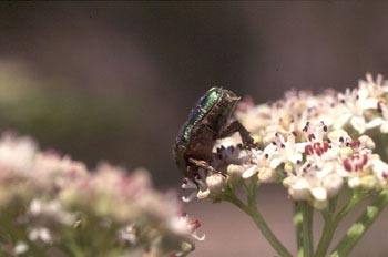 Escarabajo de oro (Cetonia aurata)