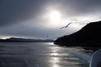 Gaviota, Parque de las Islas del Golfo, Victoria