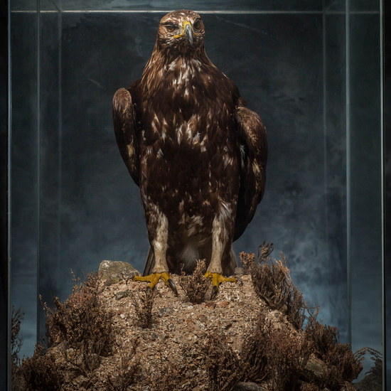 IES_SANISIDRO_MUSEO_Aves_213