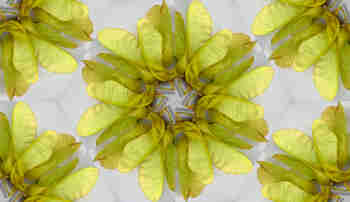 Composición radial del fruto