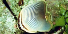 Pez mariposa (Chaetodon baronesa)