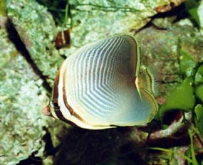 Pez mariposa (Chaetodon baronesa)