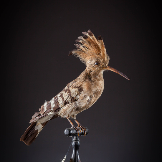 IES_SANISIDRO_MUSEO_Aves_034