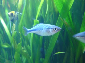 Pez arcoiris (Melanotaenia sp.)