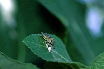 Chinche de la fresa (Dolycoris baccarum)