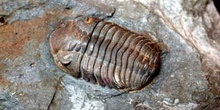 Toletanaspis trivignoni (Trilobites) Ordovícico