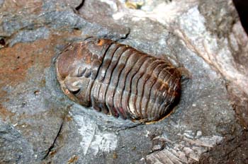 Toletanaspis trivignoni (Trilobites) Ordovícico