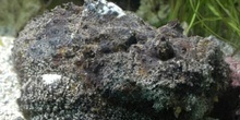 Pez roca (Lophius piscatorius)