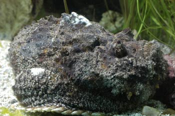 Pez roca (Lophius piscatorius)