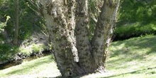 álamo negro - Tronco (Populus nigra)