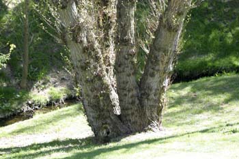 álamo negro - Tronco (Populus nigra)