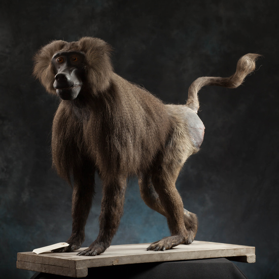 IES_SANISIDRO_MUSEO_Zoolgía_108