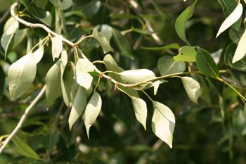 álamo chino (Populus simonii)