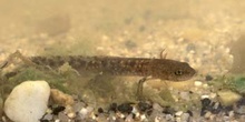 Tritón ibérico - Larva (Triturus boscai)