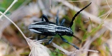 Longicornio zapador (Dorcadion hispanicum)