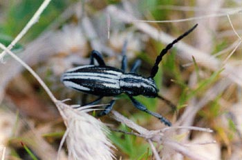 Longicornio zapador (Dorcadion hispanicum)