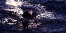 Ballena jorobada, Argentina