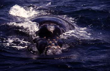 Ballena jorobada, Argentina