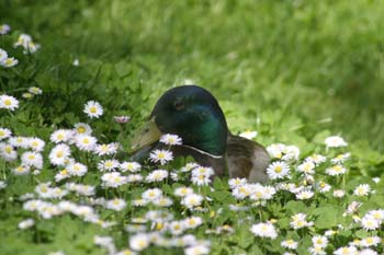ánade real o Azulón - Macho (Anas platyrhynchos)