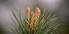 Pino resinero - Brote (Pinus pinaster)