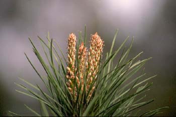 Pino resinero - Brote (Pinus pinaster)