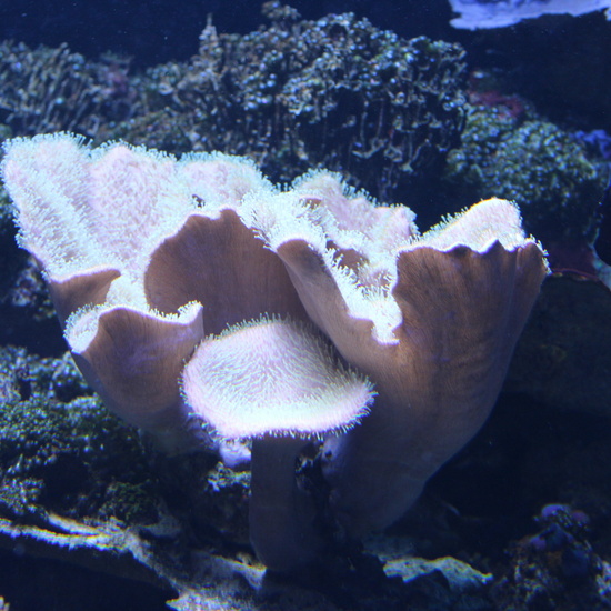 Aquarium 15