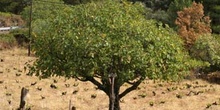 Higuera - Porte (Ficus carica)