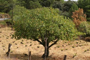 Higuera - Porte (Ficus carica)