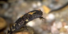 Salamandra - Larva (Salamandra salamandra)