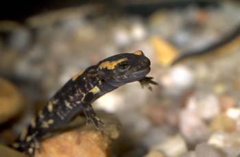 Salamandra - Larva (Salamandra salamandra)