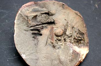 Orthoceras ameonum (Nautilus) Silúrico