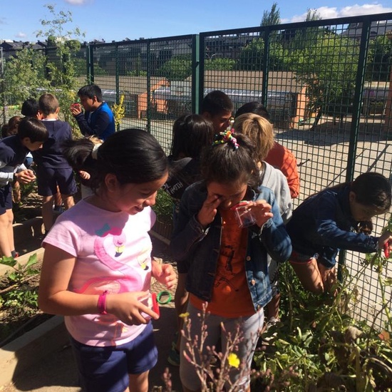 2019_06_11_4º observa insectos en el huerto_CEIP FDLR_Las Rozas 33