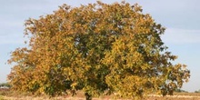 Nogal - Porte (Juglans regia)