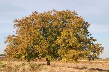 Nogal - Porte (Juglans regia)
