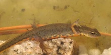 Tritón ibérico (Triturus boscai)