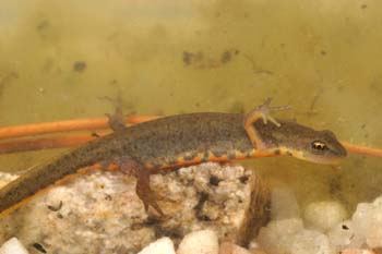 Tritón ibérico (Triturus boscai)