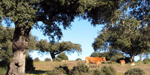 Ganado vacuno en la dehesa, Extremadura