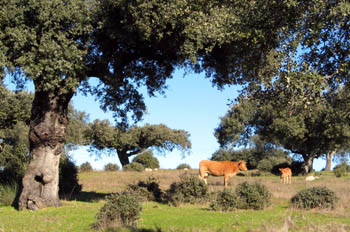 Ganado vacuno en la dehesa, Extremadura
