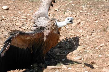 Buitre leonado (Gyps fulvus)