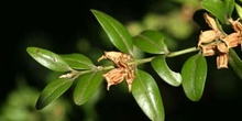 Boj - Fruto (Buxus sempervivens)