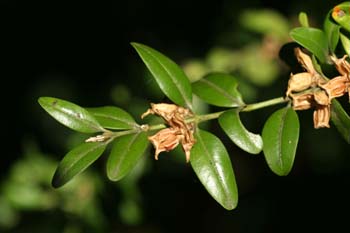 Boj - Fruto (Buxus sempervivens)